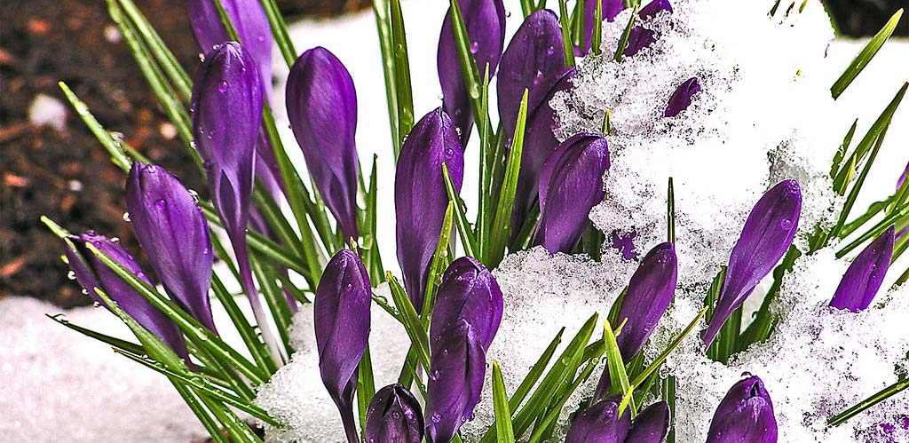 Photograph of crocus buds in the snow