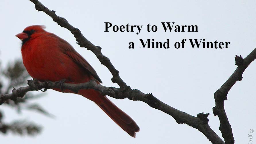 Poetry to Warm a Mind of Winter: Photograph of a Cardinal on a Branch. Photo credit: James H via Flickr, Creative Commons License 2.0.